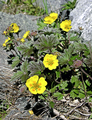 Potentilla fragiformis