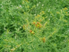 Hypericum perforatum