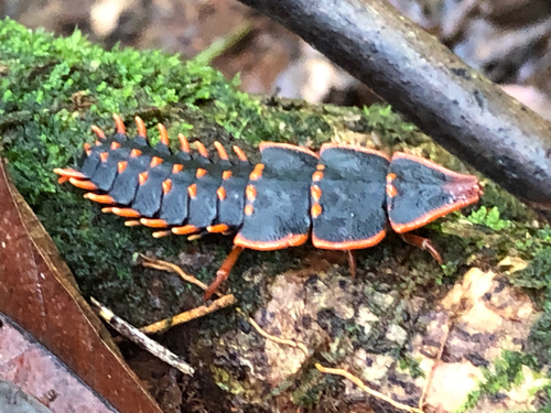 Platerodrilus svetae