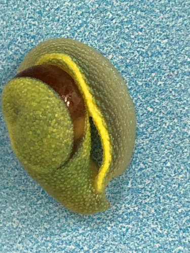 Long-tailed Semi-slug