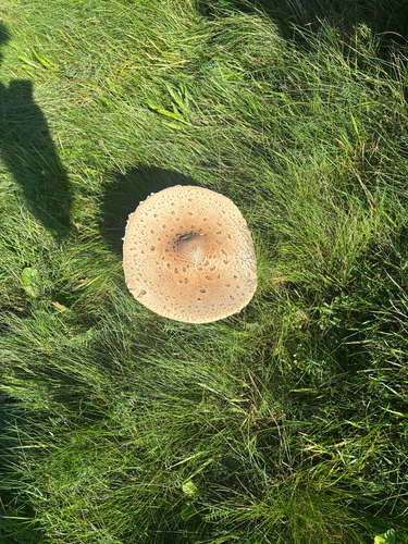 Parasol