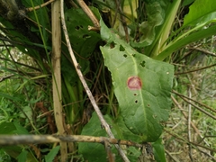 Puccinia phragmitis
