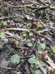 Corybas aconitiflorus