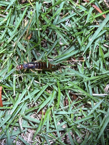 Shore Earwig