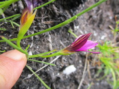Romulea cruciata