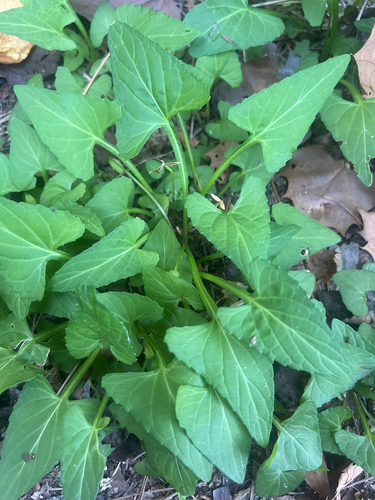 Viola inconspicua observed 2026-10-02