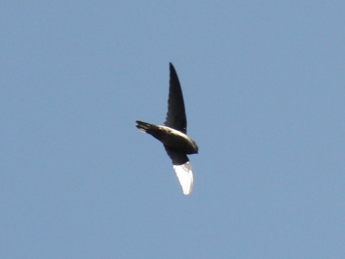 Aerodramus spodiopygius observed 2026-09-30