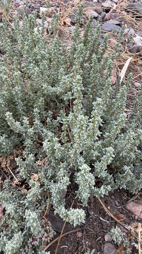 Halogeton sativus