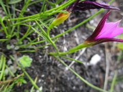 Romulea cruciata