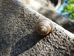 Cepaea nemoralis