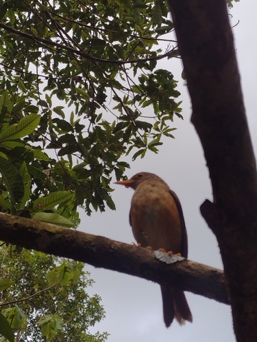 Turdus poliocephalus observed 2026-10-06
