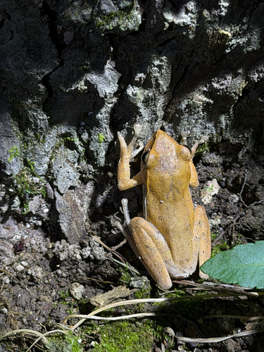 Taiwan Whipping Frog