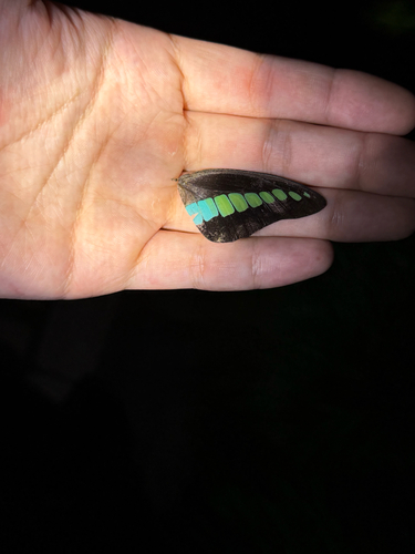 Common Bluebottle