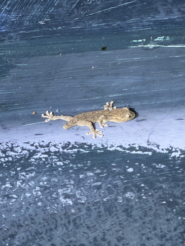 Japanese Giant Gecko
