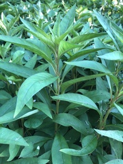 Lysimachia clethroides