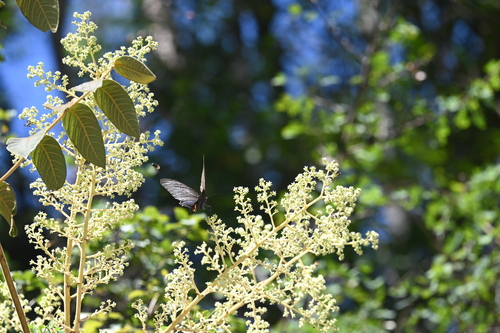 Spangle Swallowtail