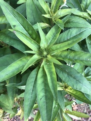 Lysimachia clethroides