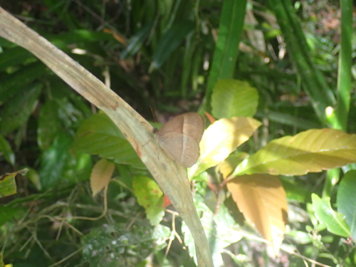 Orange Bushbrown