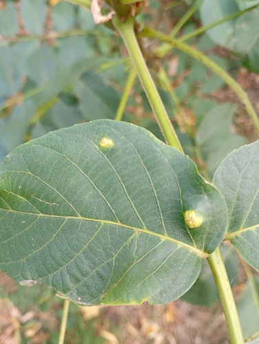 Walnut Blister Mite
