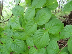 Cornus kousa