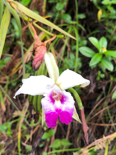 Bamboo Orchid