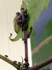 Heteroptera