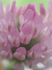 Trifolium pratense