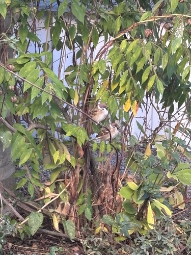Eurasian Tree Sparrow