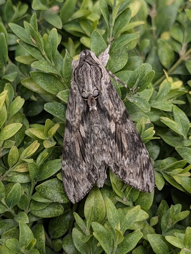 Convolvulus Hawkmoth