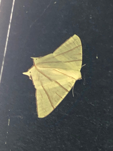 Ourapteryx picticaudata