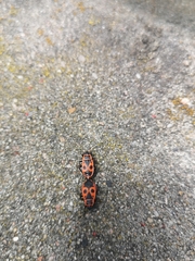 Pyrrhocoris apterus