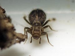 Cyptophania