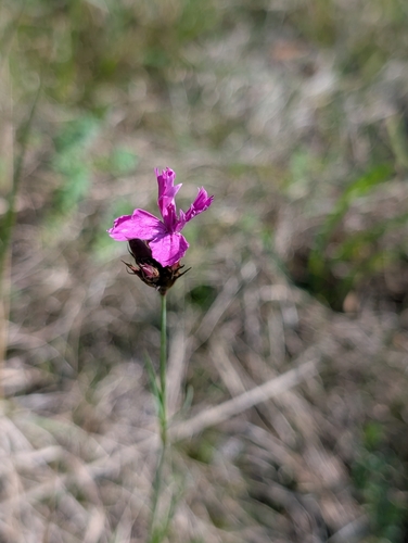 Carthusian Pink