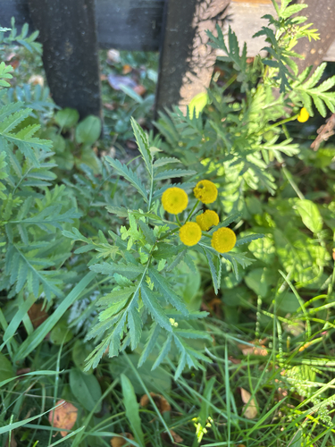 Common Tansy