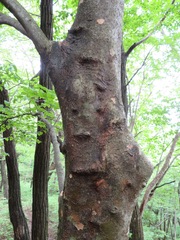 Cornus kousa