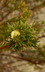 Phyllota pleurandroides