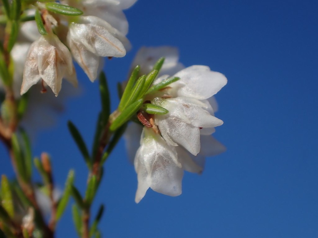 Erica trichophylla