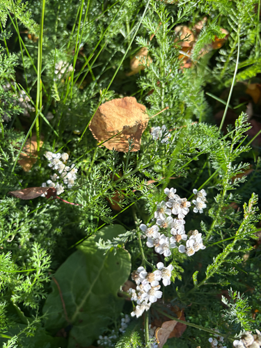 common yarrow