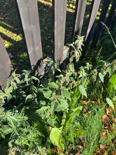 great stinging nettle