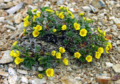 Potentilla vulcanicola