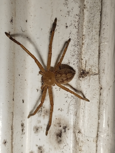 Olios argelasius