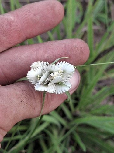 snow white sedge