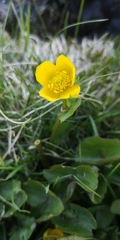 Caltha palustris
