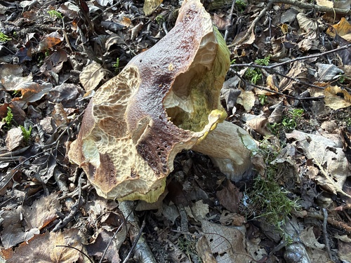 King Bolete