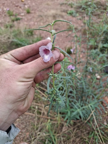 Sesamum angustifolium