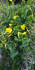 Caltha palustris