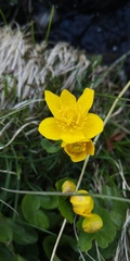 Caltha palustris