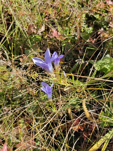 Fringe-flowered Gentian