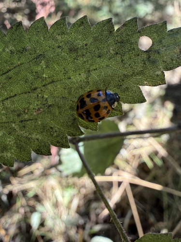 Asian Lady Beetle