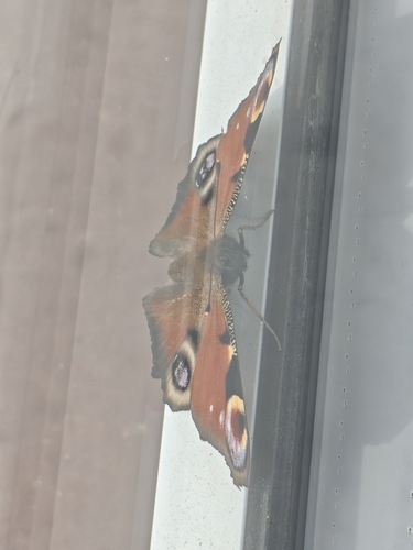 European Peacock Butterfly